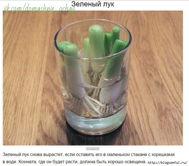 Домашняя оранжерея из свежих овощей