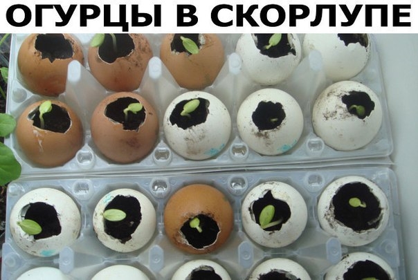 Семена огурцов порой плохо всходят или вообще не прорастают, рассада не очень хорошо переносит перес