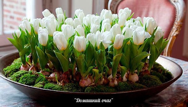 ПОСАДКА ТЮЛЬПАНОВ, НАРЦИССОВ, ГИАЦИНТОВ ОСЕНЬЮ