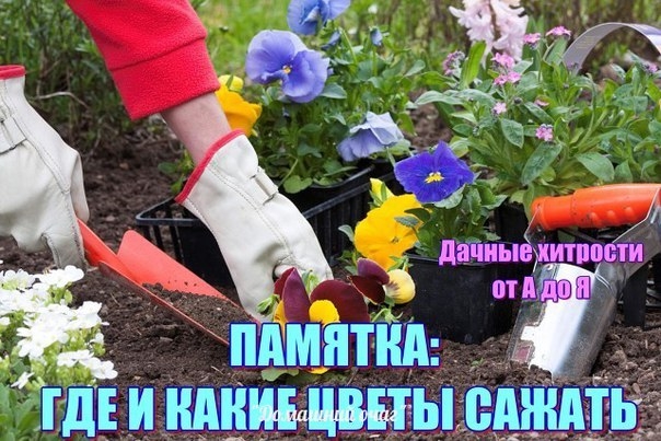 ПАМЯТКА: ГДЕ И КАКИЕ ЦВЕТЫ САЖАТЬ