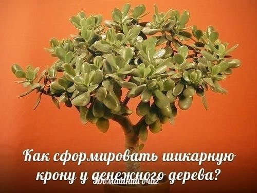 У многих из нас есть денежное дерево (&laquo;красулла&raquo;, или в простонародии &laquo;толстянка&raquo;), но далеко не все