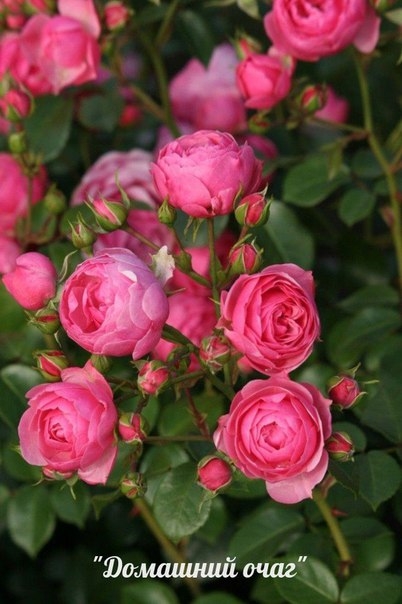 Rose Pomponella / Роза Помпонелла