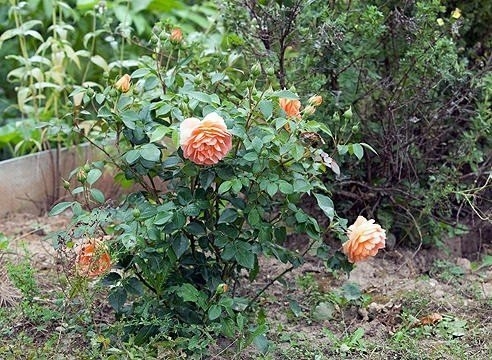 Вырастить свой розовый куст можно не только из покупных семян, но и из семян, собранных на вашем садовом участке или в других розариях. В любом случае вы можете быть уверены, что двух одинаковых растений не получите. Ведь каждая роза, выращенная из семян 