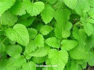 13 ПОЛЕЗНЫХ РАСТЕНИЙ НА ВАШЕМ УЧАСТКЕ