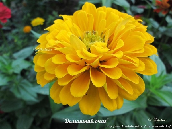 ЦИНИИ