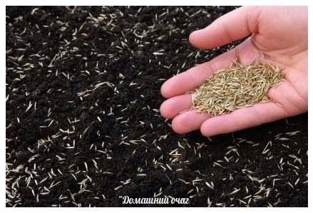 ПОДЗИМНИЙ ПОСЕВ ОВОЩНЫХ КУЛЬТУР
