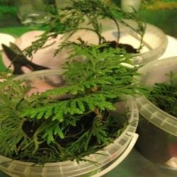 Черенкуем хвойники