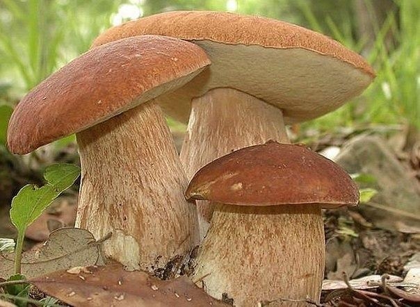 Как вырастить грибы на дачном участке? Причем не вёшенки или шампиньоны, а ценные лесные грибы – белые, маслята, подосиновики, подберезовики, лисички и грузди, которые, к сожалению, не растут на чурбаках и грядках с опилками. Они развиваются лишь в содруж