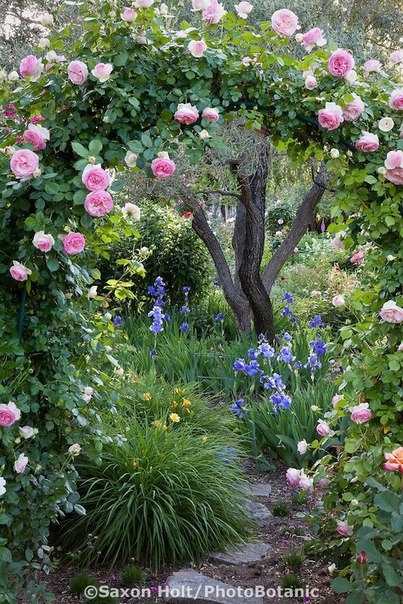 Плетистые розы (Climbing roses)
