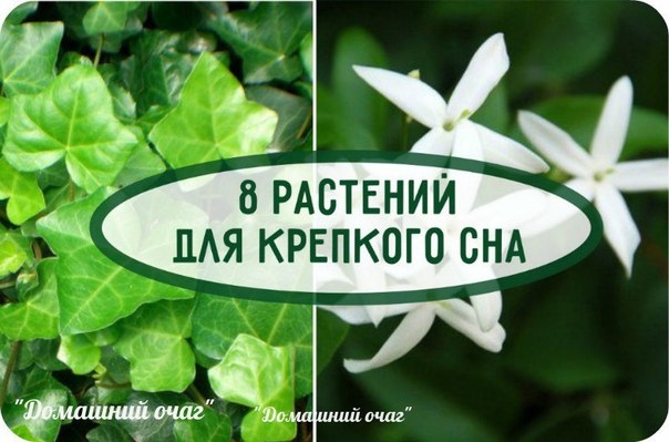 8 РАСТЕНИЙ ДЛЯ КРЕПКОГО СНА 8 РАСТЕНИЙ ДЛЯ КРЕПКОГО СНА