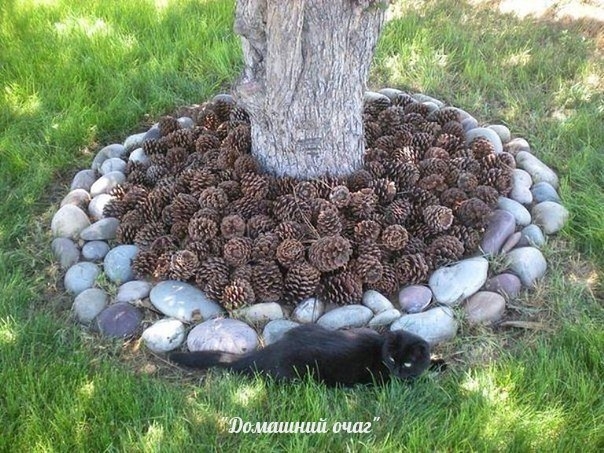 МУЛЬЧИРОВАНИЕ ШИШКАМИ