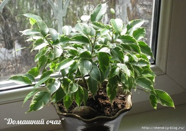КАК УХАЖИВАТЬ ЗА ФИКУСОМ?