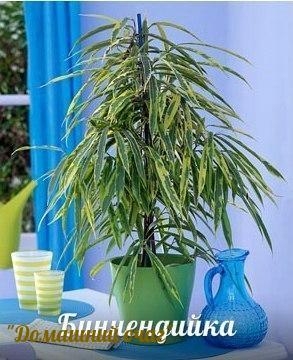 Уход за фикусом
