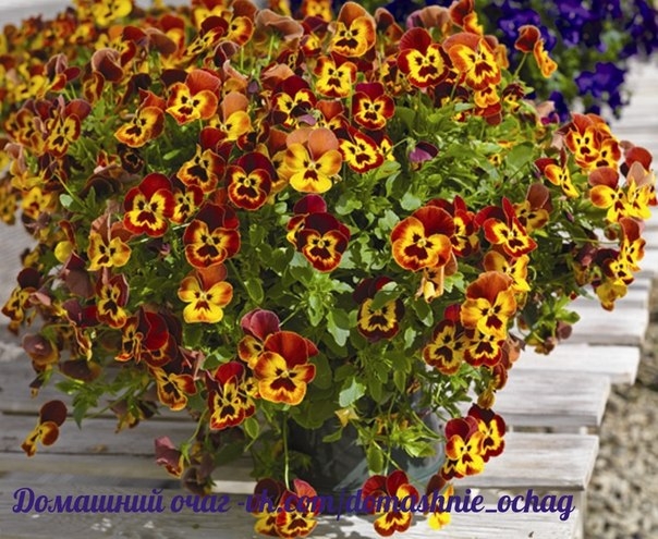 Виола ампельная.
