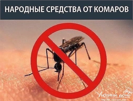 10 НАРОДНЫХ СРЕДСТВ ОТ КОМАРОВ