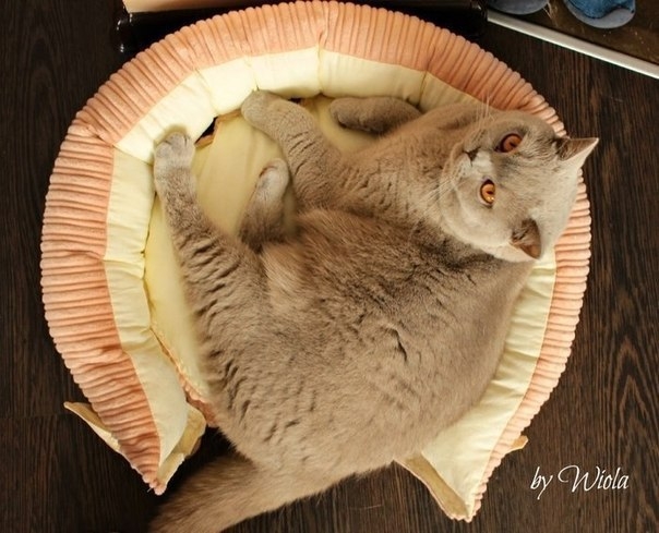 Как сшить кроватку для кошки. Мастер-класс
