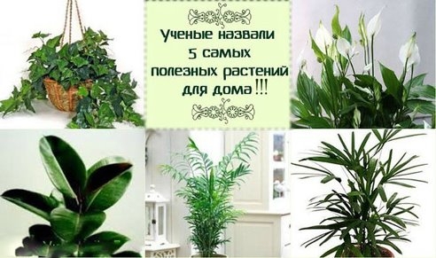 Ученые назвали 5 самых полезных растений для дома!