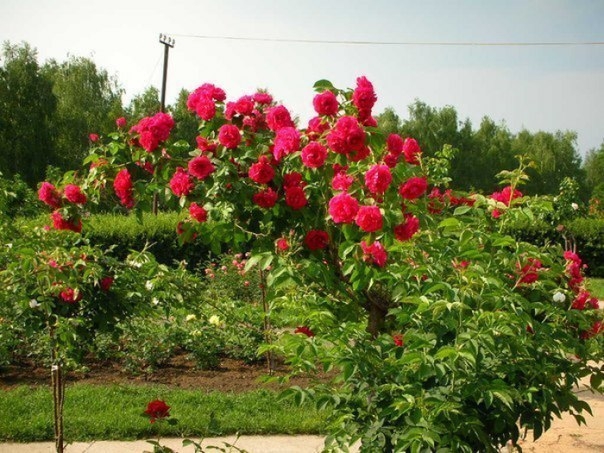 Выращиваем черенки розы в картошке !