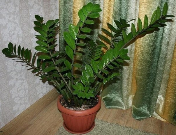 Zamioculcas или "долларовое дерево" - секреты ухода