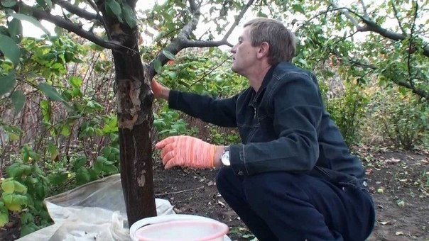 Лечебная болтушка для садовых деревьев.