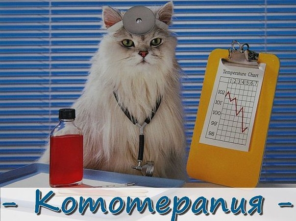 КОТОТЕРАПИЯ