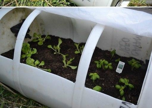 Теплица из пластиковой бочки