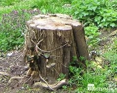 Расчищая площадь, владельцы собственных участков сталкиваются не только с сорняками, да различным му