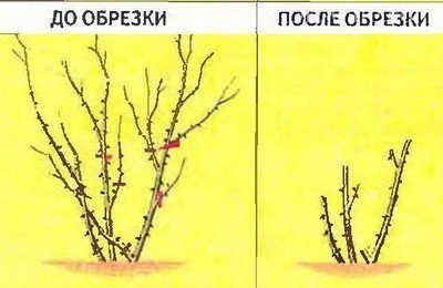 Как правильно обрезать розы на зиму осенью?