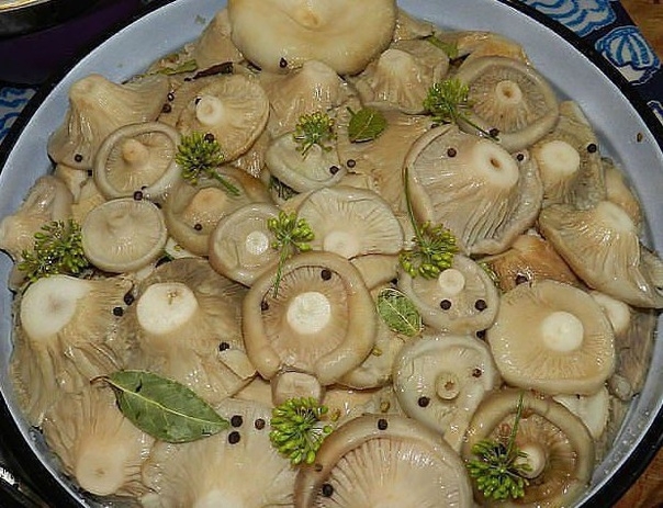 8 ВКУСНЫХ РЕЦЕПТОВ ЗАСОЛКИ ГРУЗДЕЙ!