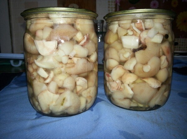 Маслята маринованные.