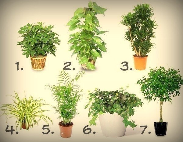 7 лучших растений для очистки воздуха внутри помещения: