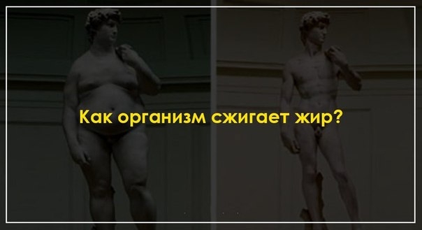 Как организм сжигает жир?