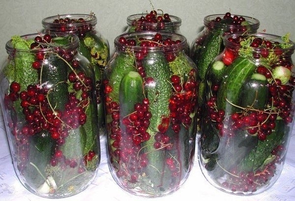Маринуем огурцы с красной смородиной. Маринуем огурцы с красной смородиной.