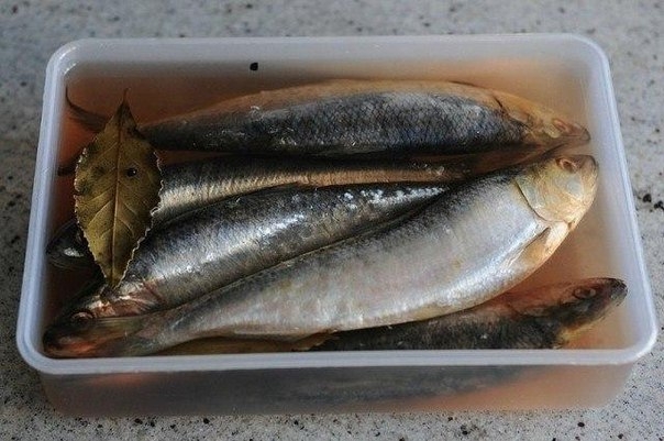 Как засолить селедку. Как засолить селедку.