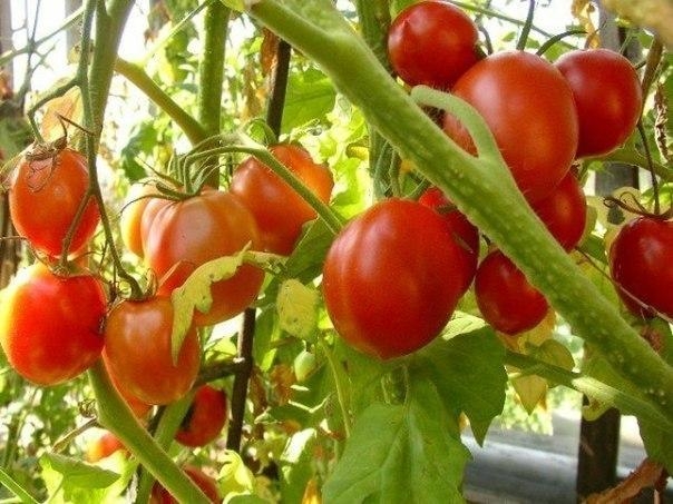 7 правил большого урожая помидоров